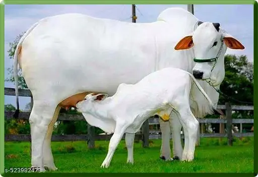 Majestic indigenous Gir cow with calf in a sunlit Gaushala